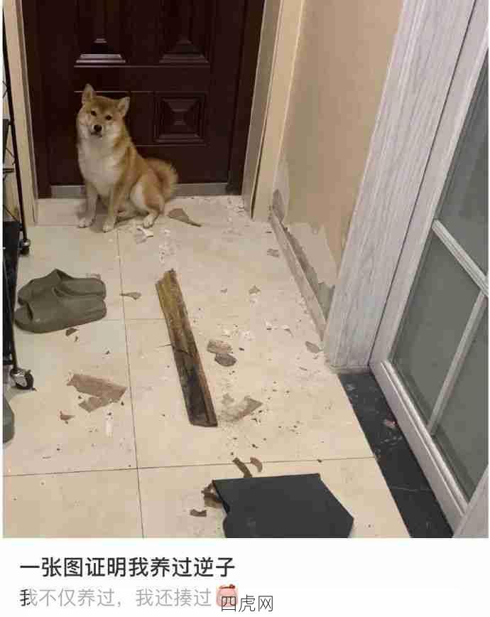 哈哈好强大的破坏力！柴犬含量过高！