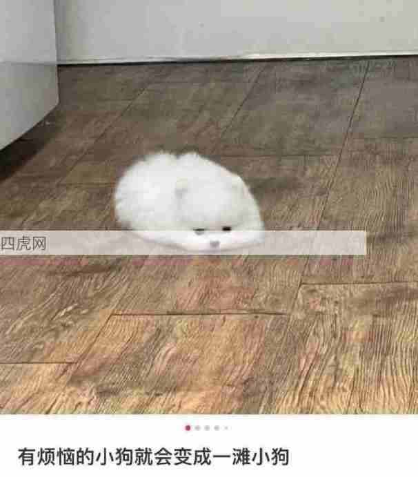 一滩小狗饼！这是摆烂的可爱修勾！