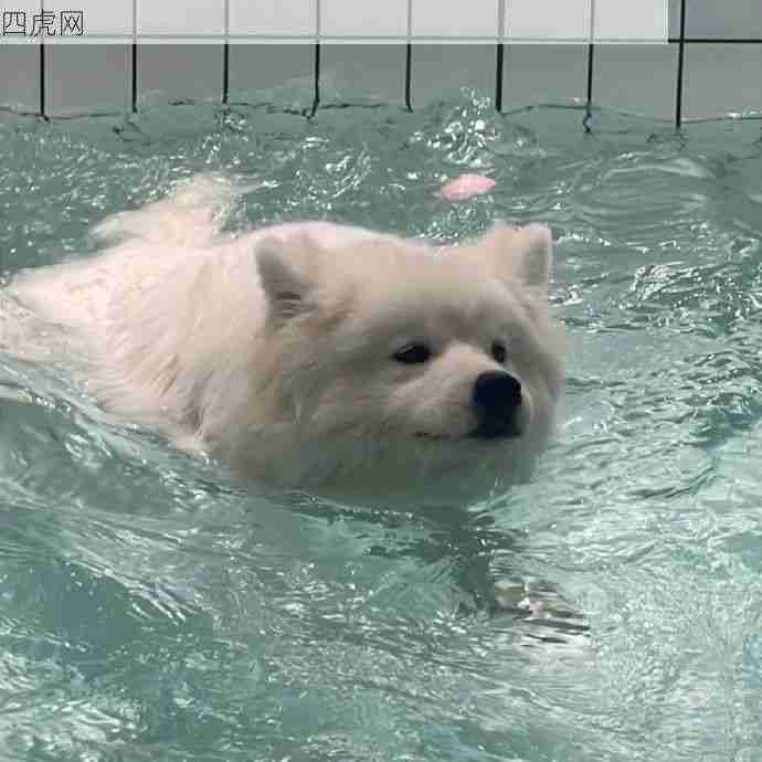 现在谁还能分清耶耶和海豹呢！