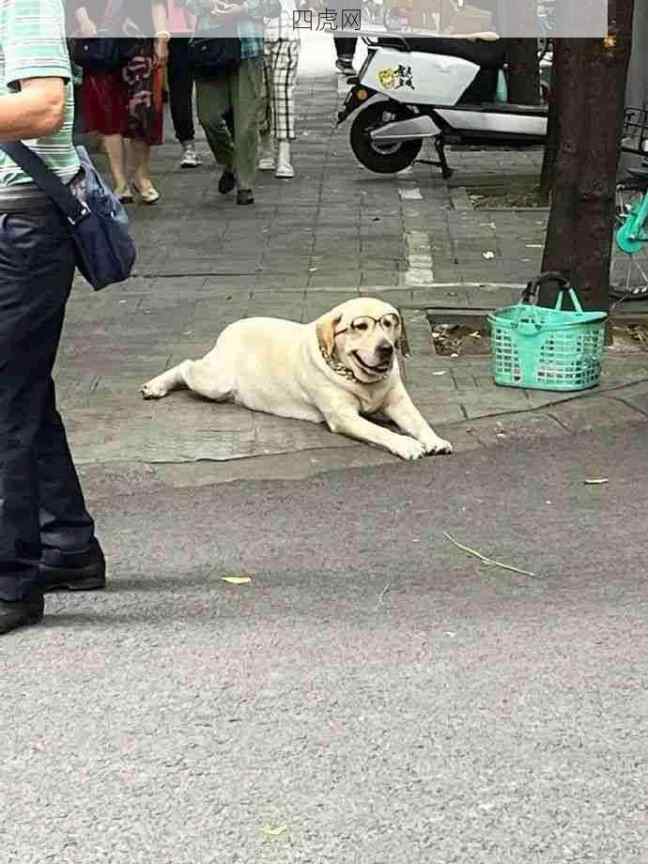 它每天都在门口趴着，带着眼镜