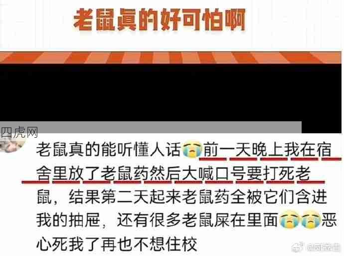 老鼠真的听得懂！哈哈哈哈决一死战那个