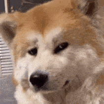 怪怪小狗！小狗嫌弃.gif