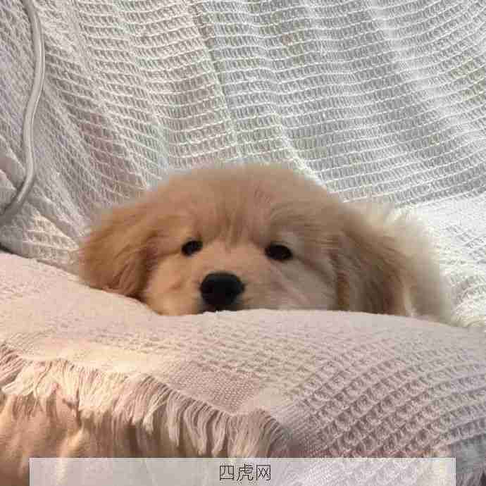 香香软软小鸡毛可爱死了